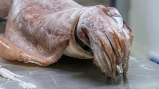 Balıkçılar bile inanamadı! '35 yıllık hayatımda ilk defa görüyorum'