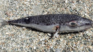 Balon balığı avcılığı deniz suyu sıcaklığının değişmesiyle artacak