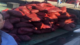 Bayrampaşa Sebze ve Meyve Hali'nde kaçak avlanan 6 ton midye yakalandı