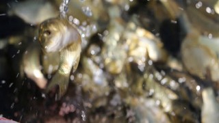 Bolu'da Şirinyazı Göleti'ne 30 bin sazan yavrusu bırakıldı