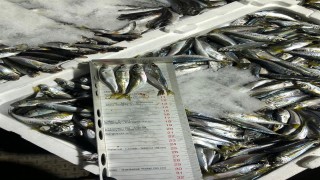 Boy yasağına aykırı avlanan 7 ton istavrite el konuldu