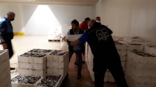 Boy yasağına aykırı avlanılan 2 ton istavrite el konuldu