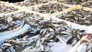 Didim'de "vira bismillah" diyen balıkçılar kasaları doldurdu