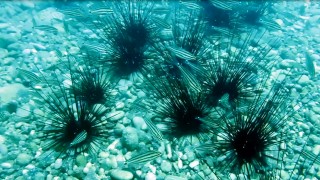 'Dikenli deniz kestanesi, kendisi gibi işgalci türlere korumalık yapıyor'