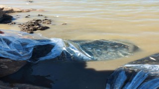 Diyarbakır'daki göletlere 1 milyon 280 bin yavru sazan balığı bırakıldı