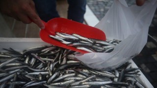 Düzce'de hamsinin kilogramı 20 liraya kadar düştü