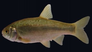 Kırkpınar Göleti'nden dünya literatürüne yeni bir balık türü kazandırıldı