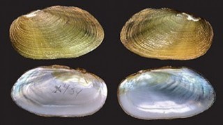 Malezya’da iki yeni tür ve bir yeni cins ‘tatlı su midyesi’ bulundu