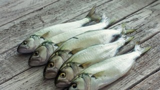 Marmara'da balıkçıların ağında palamudun yerini lüfer aldı