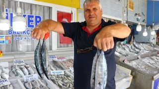 Marmara'dan çıkan bol palamut balıkçıyı sevindirdi