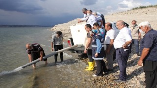 Osmaniye'de Aslantaş Baraj Gölü'ne 132 bin sazan yavrusu bırakıldı
