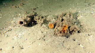 Prof. Dr. Sarı: Müsilajdan hayır doğabilirdi, başaramadık