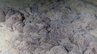 Prof.Dr. Sarı: Kasım ayında müsilaj tekrarlayabilir