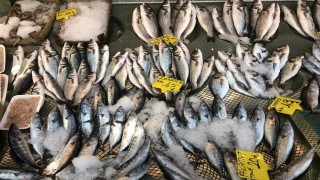 Tekirdağ tezgahlarında balık bolluğu