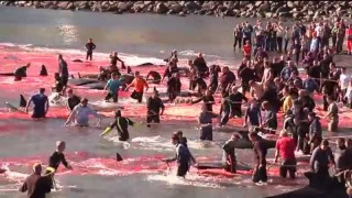 Tepki çeken balina avı görüntülerine ilişkin Faroe Adaları'ndan resmi açıklama