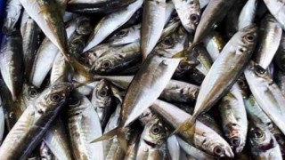 Trabzon'da balık fiyatları