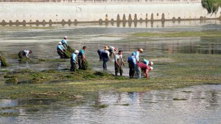 Yosunla kaplanan Seyhan Nehri’nde dip temizliği