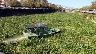 Asi Nehri'ni su sümbülleri kapladı