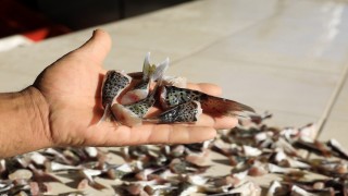 Balon balığı tebliği değişiyor, kuyruk alımı geri geliyor