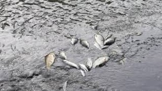 Bursa Yenişehir'de suların çekilmesi balık ölümlerine sebep oldu