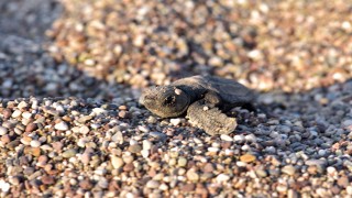 Çıralı'da 3 bin 24 yavru caretta caretta denizle buluştu