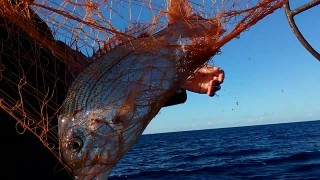 Ekmeğini 64 yıl denizden kazanan balıkçı, ağlardan ayrılamıyor