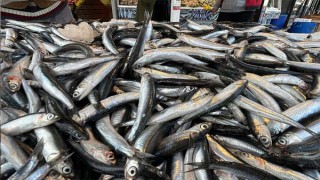 Karadeniz'de hamsi bereketi yaşanıyor