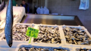 Karadeniz'de hamsi bolluğu; fiyatı yarıya düştü