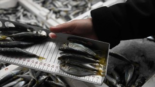 Kayseri'de yasal boy limiti altındaki bin 400 kilo istavrite el konuldu