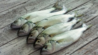 Marmara'da lüfer bollaştıkça tezgahtaki fiyatı da düşüyor