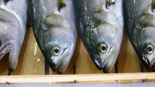 Marmara'daki lüfer bolluğu vatandaşı da balıkçıyı da sevindiriyor