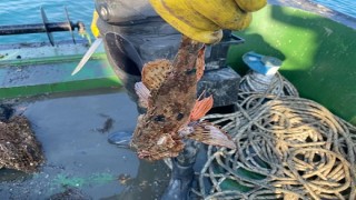 Marmara’dan 5 bin metrekare hayalet ağ çıkarıldı