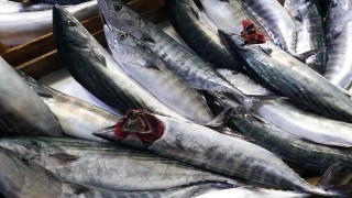 ‘Palamut nesli tehlikede; avlanma boyu 39 santimetre olsun'