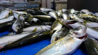 Trabzon'da balık fiyatları