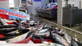 Trabzon'da balık fiyatları