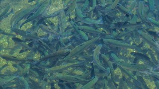 Trabzon'da kurulacak tesisle somon balığı yumurtası ithalatı azaltılacak