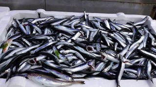 Trabzon'da tezgahlarda yer almaya başlayan taze hamsi yüzleri güldürdü