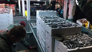 Bartın'da balıkçılar limana 100 ton hamsiyle döndü