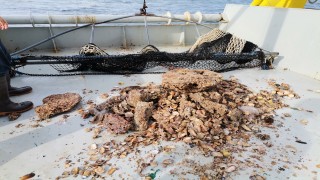 Bilim insanlarının denizlerde araştırmasından korkutan sonuç