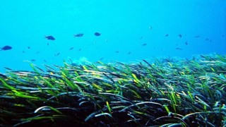 İki Türk bilim insanı BM İklim Değişikliği Konferansı’nda konuştu: Deniz çayırları korunmalı