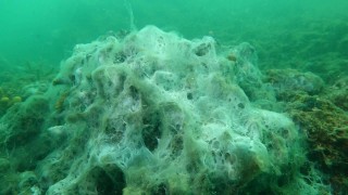 İstanbul Üniversitesi, yüzeyin ardından dipteki müsilajı da temizlemeyi başardı