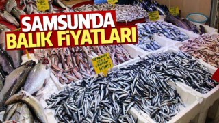 Samsun'da balık fiyatları
