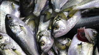 Tekirdağ'da tezgahların gözdesi "çinekop" oldu