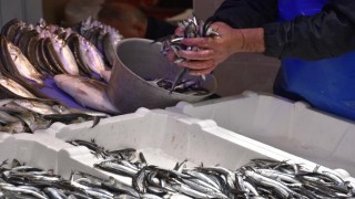 Trabzon'daki tezgahlarda hamsi bolluğu yaşanıyor