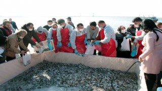 Zonguldak'taki festivalde 15 ton hamsi dağıtıldı