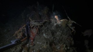 Avustralya’da 22 yıl aradan sonra pembe el balığı görüldü