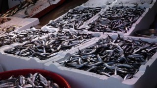 Karadeniz'de bu yıl hamsi erken tükendi