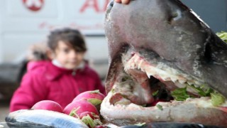 Karadeniz'de yakalanan köpek balığı Erzurum'da sergilendi