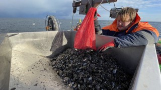 Marmara'da kurulan midye çiftlikleri hem suyu filtre edecek hem para kazandıracak