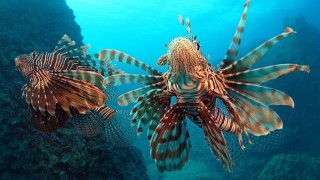 Antalya Körfezi'ndeki istilacı tür sayısı 67'ye yükseldi